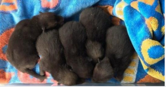 When she lifted up the old mattress to clean the garden, she discovered