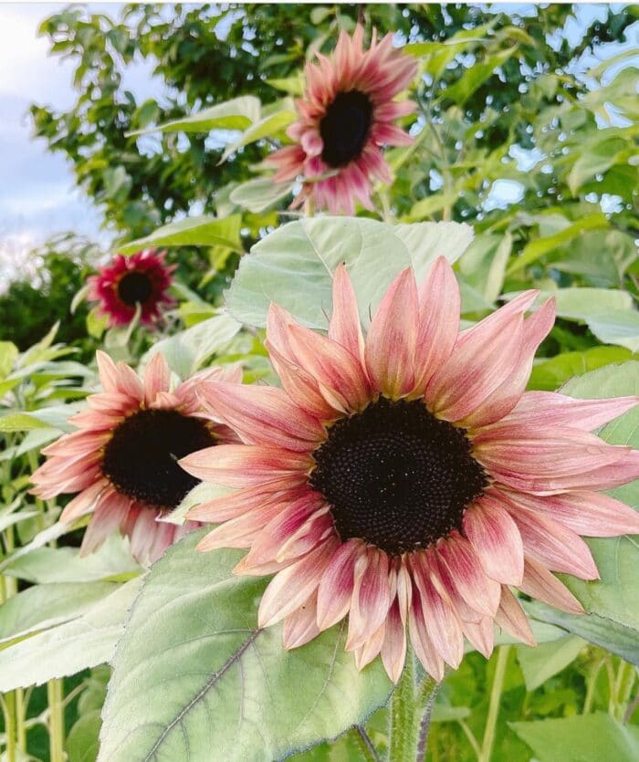 Pink Sunflower
