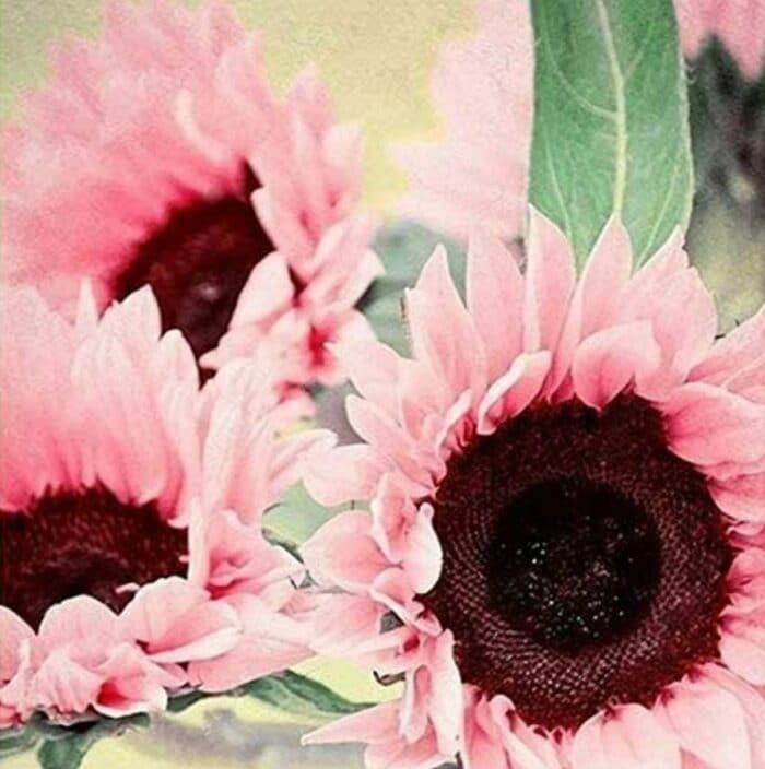 Pink Sunflowers